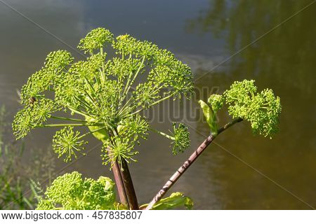 Medicinal, Essential Oil, Honey, Food Plant - Angelica Archangelica Grows In The Wild