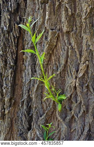 The Trunk Of An Old Willow Tree With Young Shoots On The Sides, Close-up In Selective Focus