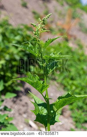 Blitum Bonus-henricus, Chenopodium Bonus-henricus, Good-king-henry, Chenopodiaceae. Wild Plant Shot