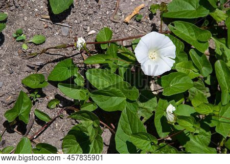Convolvulus Arvensis Grows And Blooms In The Field