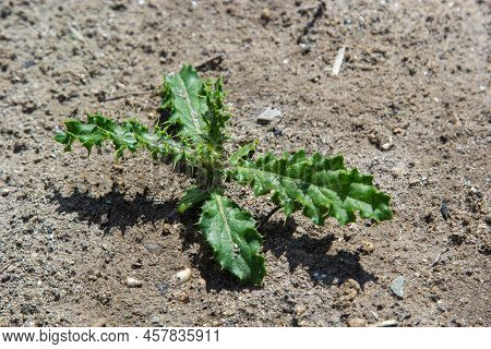 Rosette Of Young Green Leaves Of Canada Thistle, Also Creeping Or Field Thistle, Cirsium Arvense, Gr