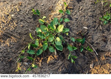 Convolvulus Arvensis Grows And Blooms In The Field