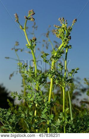 Chervil, Anthriscus Cerefolium, French Parsley Or Garden Chervil Blooming. White Small Flowers On Hi