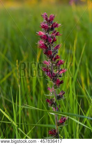 Red Flowers Of Russian Bugloss, Echium Russicum Echium Rubrum, Pontechium Maculatum