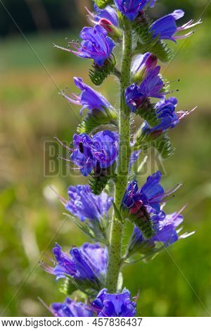Echium Vulgare. Beautiful Wildflowers. Blue Flowers, Summer Floral Background. Close-up. Bokeh. Beau