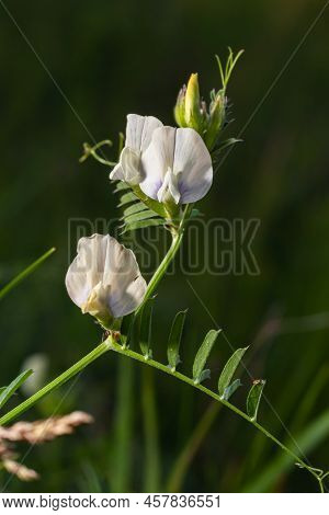 Vicia Barbazitae Vicia Laeta, Fabaceae. Wild Plant Shot In Spring.