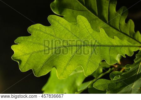 European Oak, Quercus Robur, Spring New Leaves Under Sunlight On A Branch