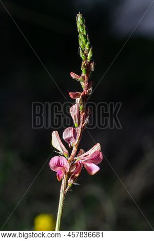 Onobrychis Viciifolia Inflorescence, Common Sainfoin With Pink Flowers, Mediterranean Nature, Eurasi