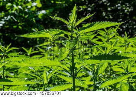 Urtica,nettles Or Stinging Nettles German Name Is Brennnesseln For Medical And Tea