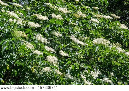 Black Sambucus Sambucus Nigra White Flowers Blossom. Macro Of Delicate Flowers Cluster On Dark Green