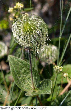 Group Of Seeds On Stems Sugarbowls Leatherflowers In Alpine Field