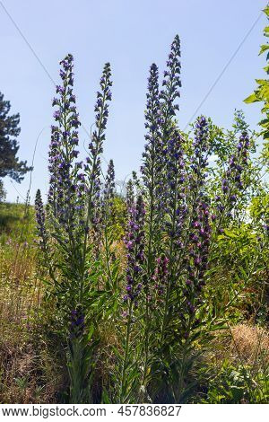 Blooming Meadow In Sunny Summer Day. Echium Vulgare, Beautiful Wildflowers. Summer Floral Background