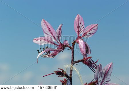 Burning-bush, Dictamnus Albus. Dictamnus Is A Genus Of Flowering Plant In The Family Rutaceae
