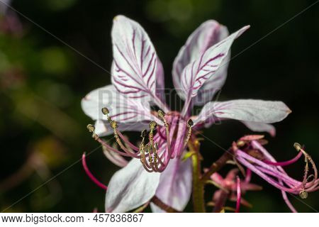 Burning-bush, Dictamnus Albus. Dictamnus Is A Genus Of Flowering Plant In The Family Rutaceae