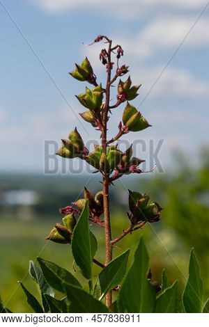 Seeds On Stalks Dictamnus Albus Is A Genus Of Flowering Plant In The Family Rutaceae. The Flowers Wh