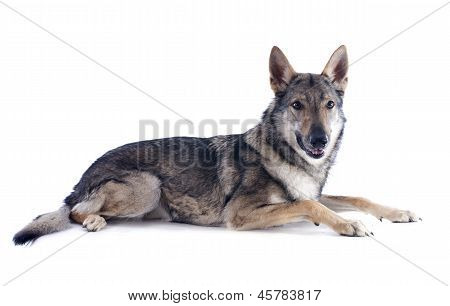 Tjeckoslovakisk varghund
