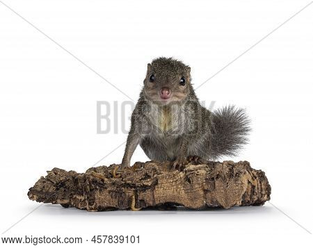 Northern Treeshrew Aka Tapaia Belangeri, Standing On Dried Wood With Worms. Looking Straight To Came