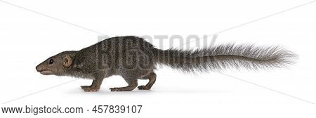 Northern Treeshrew Aka Tapaia Belangeri, Standing On Dried Wood With Worms. Looking Straight To Came