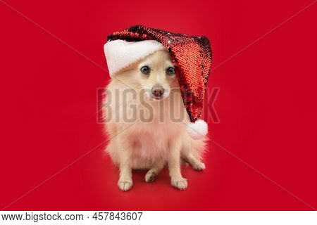 Portrait Cute Pomeranian Dog Celerbating Christmas Wearing A Red Santa Claus Hat. Isolated On Red Ba