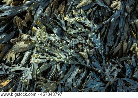 Fresh Marine Edible Seaweed Fucus As An Abstract Background