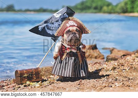 French Bulldog Dog Dressed Up With Pirate Bride Costume With Hat, Hook Arm And Dress Standing At Wat