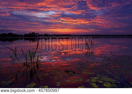 Pickerel Plants And Lily Pads Meed The Red Hues Of A Dawn Color The Low Clouds And Reflected In Lake