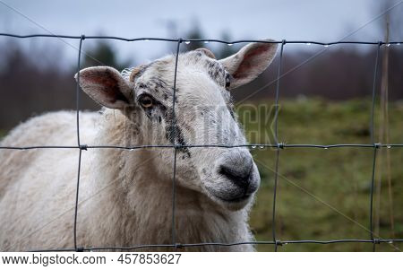 A Close Up Of A Scottish Female Ewe Sheep Looking Through A Wire Fence In Winter