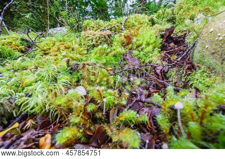Amazing Selection Small Plants And Mosses In Micro-landscape On Southern Alps Rainforest Floor, Beal
