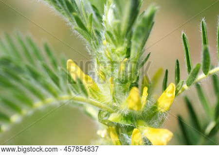 Astragalus Close-up. Also Called Milk Vetch, Goat's-thorn Or Vine-like. Spring Green Background. Wil