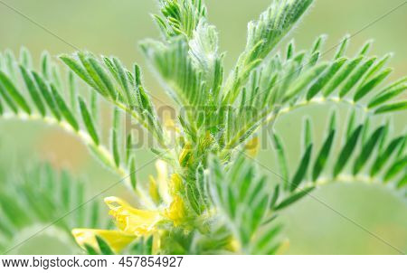 Astragalus Close-up. Also Called Milk Vetch, Goat's-thorn Or Vine-like. Spring Green Background. Wil