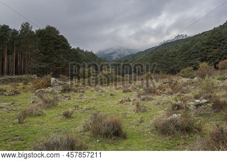 Forest Of Scots Pine Tree, Pinus Sylvestris. Photo Taken In The Hueco De San Blas Valley, A Very Pop