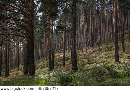 Forest Of Scots Pine Tree, Pinus Sylvestris. Photo Taken In The Hueco De San Blas Valley, A Very Pop