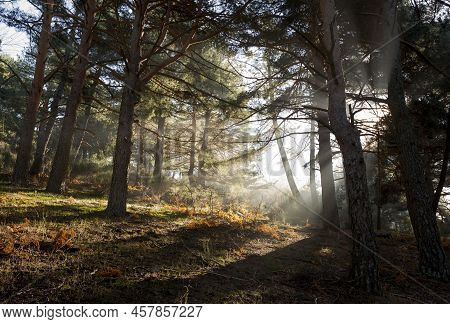 Scots Pine Forest In Fuenfria Valley, Municipality Of Cercedilla, Province Of Madrid, Spain