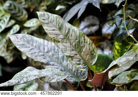 Aglaonema Or Araceae, Aglaonena Modestum Schott Or Silver Evergreen Or Bicolor Aglaonema Or Dieffenb