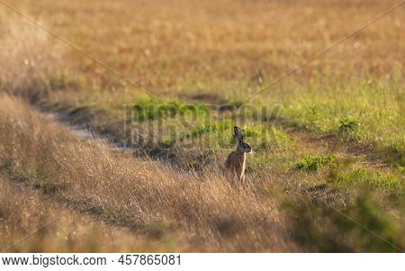 Hare's Head In Light Of Rising Sun In Summer Among Fuzzy Grass, Podlasie Region, Poland, Europe