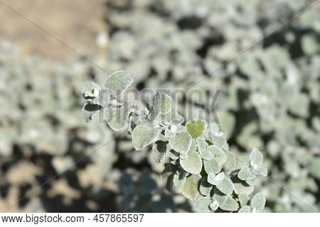 Liquorice Plant Green Leaves In The Garden