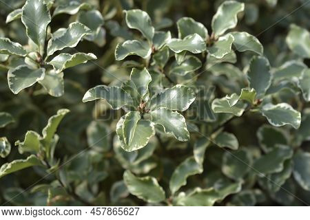 Variegated Kohuhu Silver Queen Leaves In The Spring
