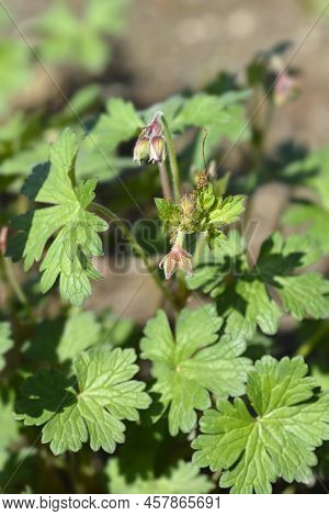 Himalayan Cranesbill Plenum Flower Buds In The Garden