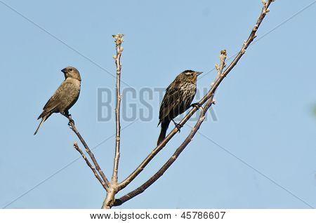 Femmina rossa – alato Merlo nell'albero con Molotro femmina;