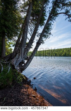Mature Trees Growing Over The Waters Of Lake Fanny Hooe