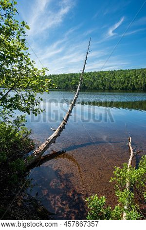 Dead Tree Growing Over The Clear Waters Of Lake Fanny Hooe