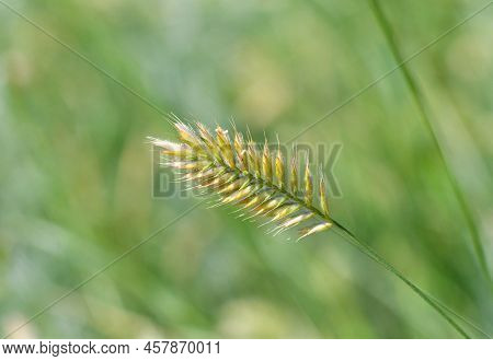 Herbaceous Plant Comb-shaped Granary Or Combed Granary (latin. Agropyron Cristatum)