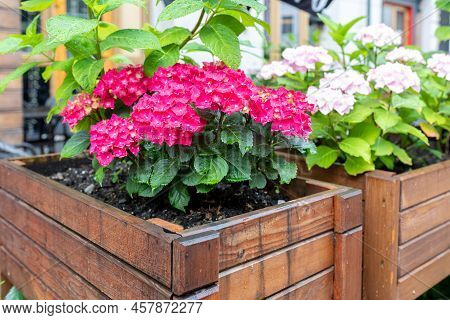 Flowering Hydrangea Bushes In Wooden Boxes. Purple And Pink Flowers Of Garden Hydrangea In Drops Aft