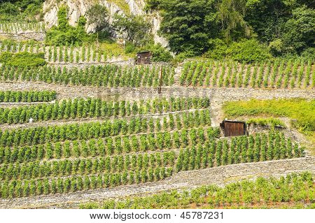 Martigny (Suiza) - viñedos