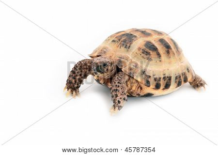 Asiatische (Russische) Schildkröte auf weiss