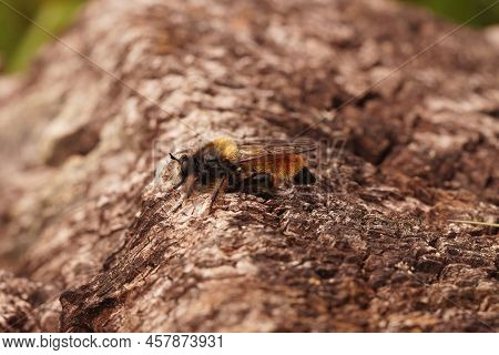 Closeup Of The Hairy Bumblebee Robberfly, Laphria Flavasitting On Wood In The Field