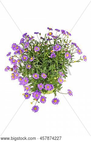 Blooming Purple Rocky Daisy Flowers In Pot On White Background