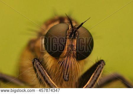 Selective Focus , Frontal Facial Closeup On A Hairy Golden-tabbed Robberfly, Eutolmus Rufibarbis Sit