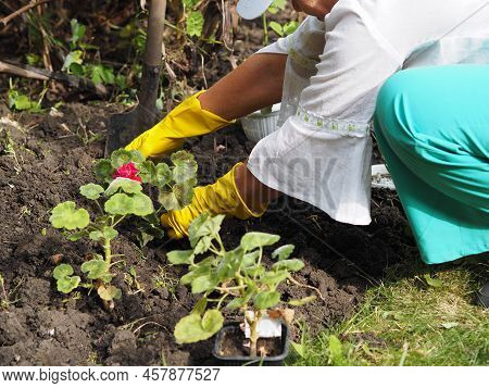 Close-up Of The Hands Of An Elderly Woman In Work Gloves Planting Seedlings Of Flowers In The Wet Gr