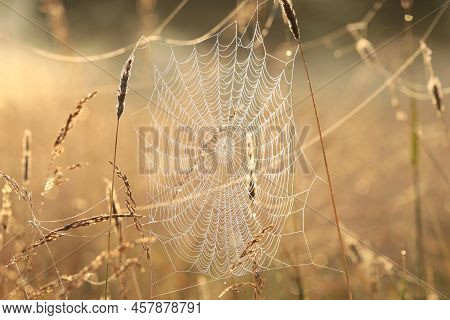 Spider web cobweb spiderweb Nature sunrise Nature background fall Nature meadow morning Nature orange outdoor Nature background color Nature background autumn Nature background Nature sunny Nature background Nature background season Nature background.